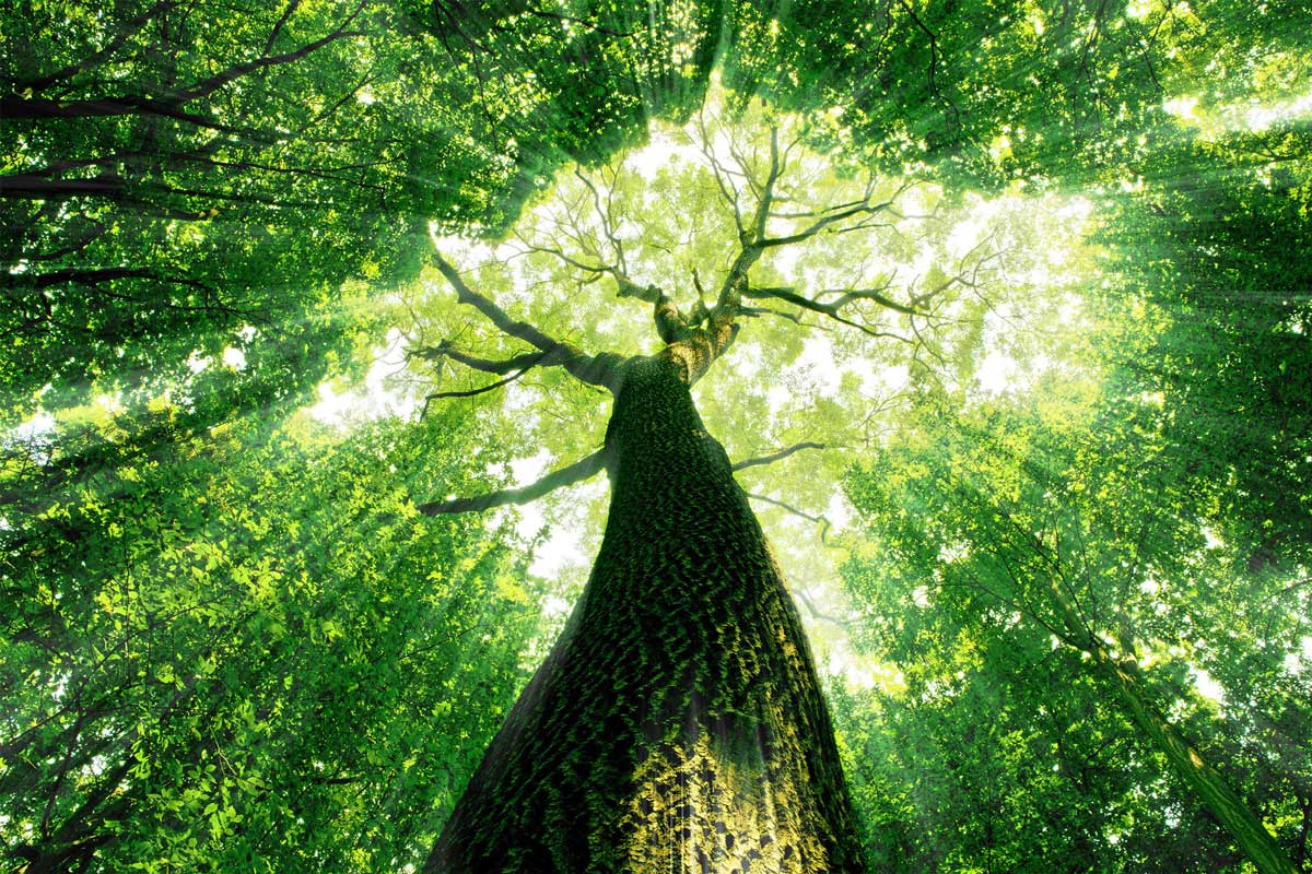 large-green-tree